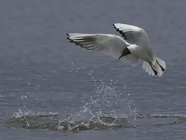 Naurulokki, Black-headed Gull, Larus ridibundus